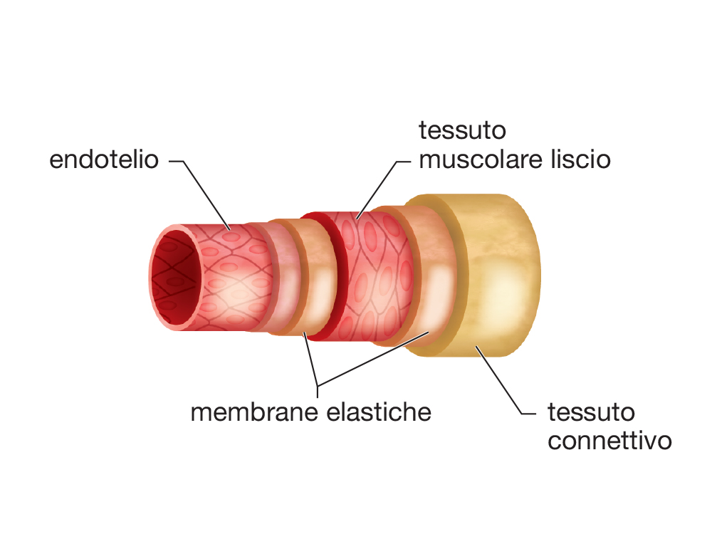 La struttura di un’arteria