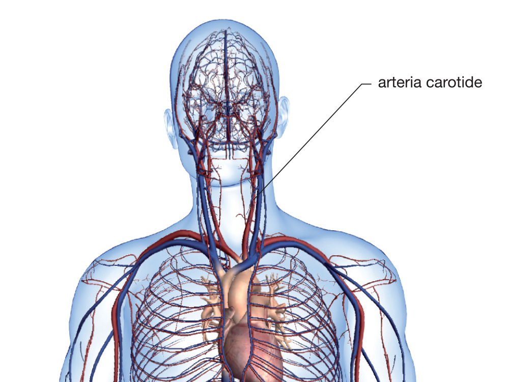 Arteria carotide