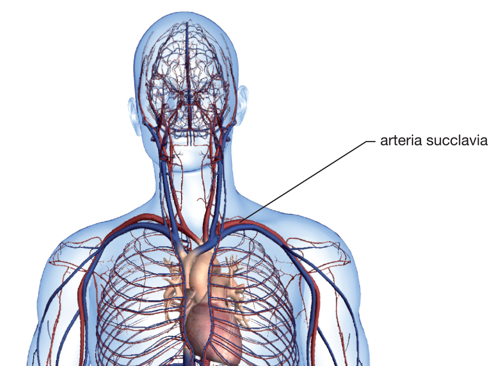 Arteria succlavia