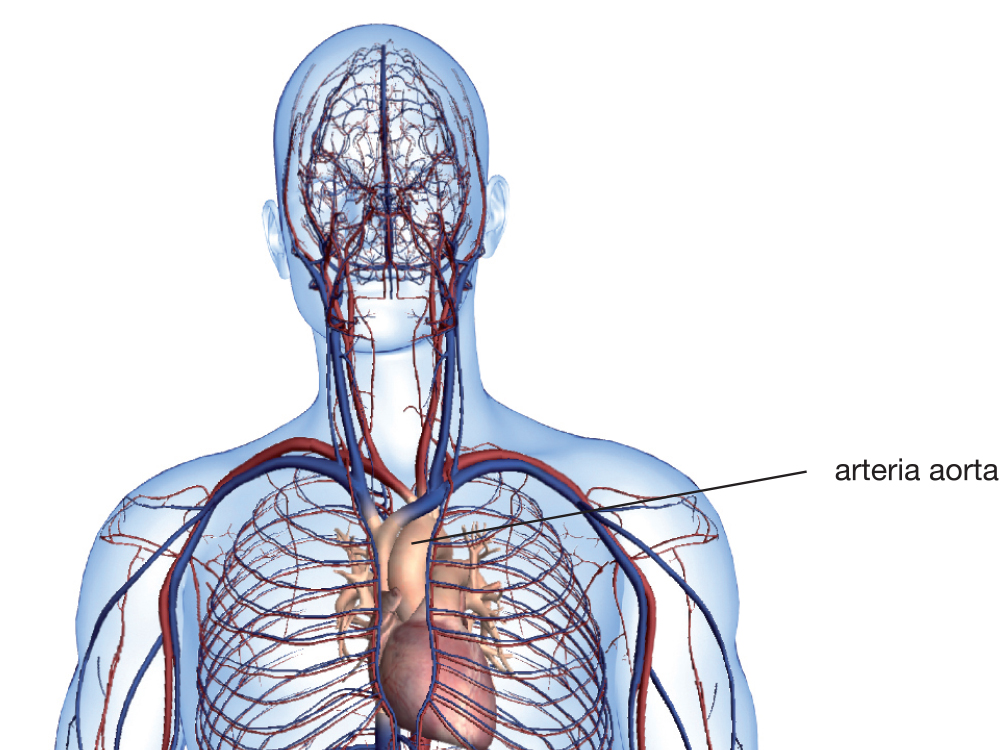 Arteria aorta