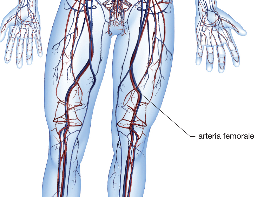 Arteria femorale