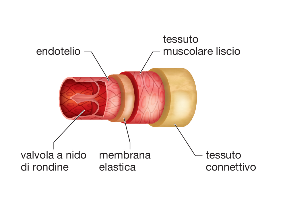 La struttura di un’arteria