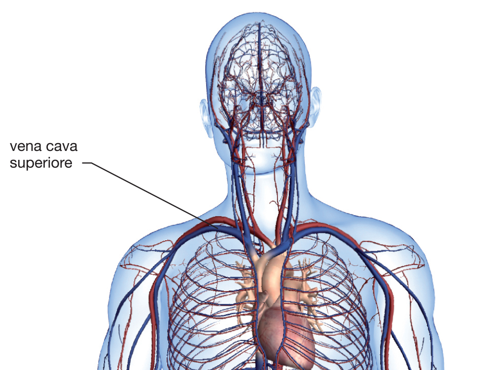 Vena cava superiore