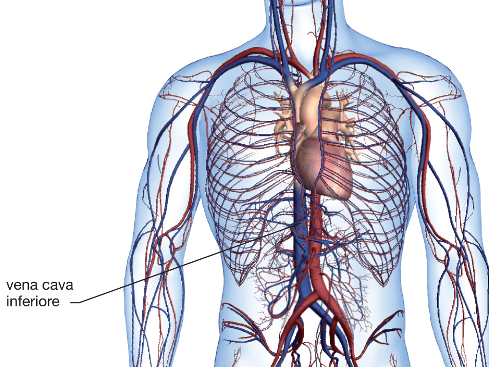 Vena succlavia