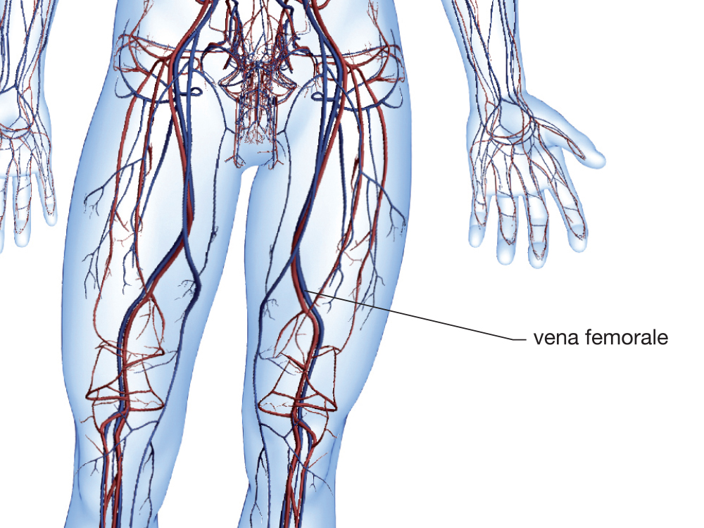 Vena femorale