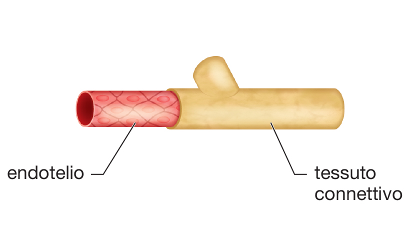 La struttura di un’arteria